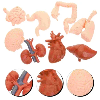  Модель человеческого органа, желудок, учебный реквизит, Анатомические искусственные инструменты для врачей, реалистичный декор, студент-медик