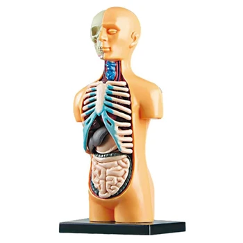  3D Съемная анатомическая модель человеческого туловища для обучающей игрушки, обучающая строению человеческого тела для ребенка-школьника