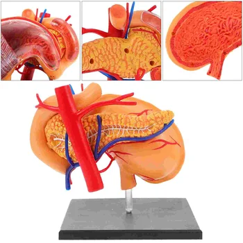  1 шт. пластиковая анатомическая модель человеческого желудка Учебное пособие для класса естественных наук