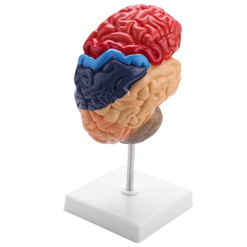  Анатомическая модель головного мозга, Анатомия 1: 1, половина ствола головного мозга, учебные лабораторные принадлежности